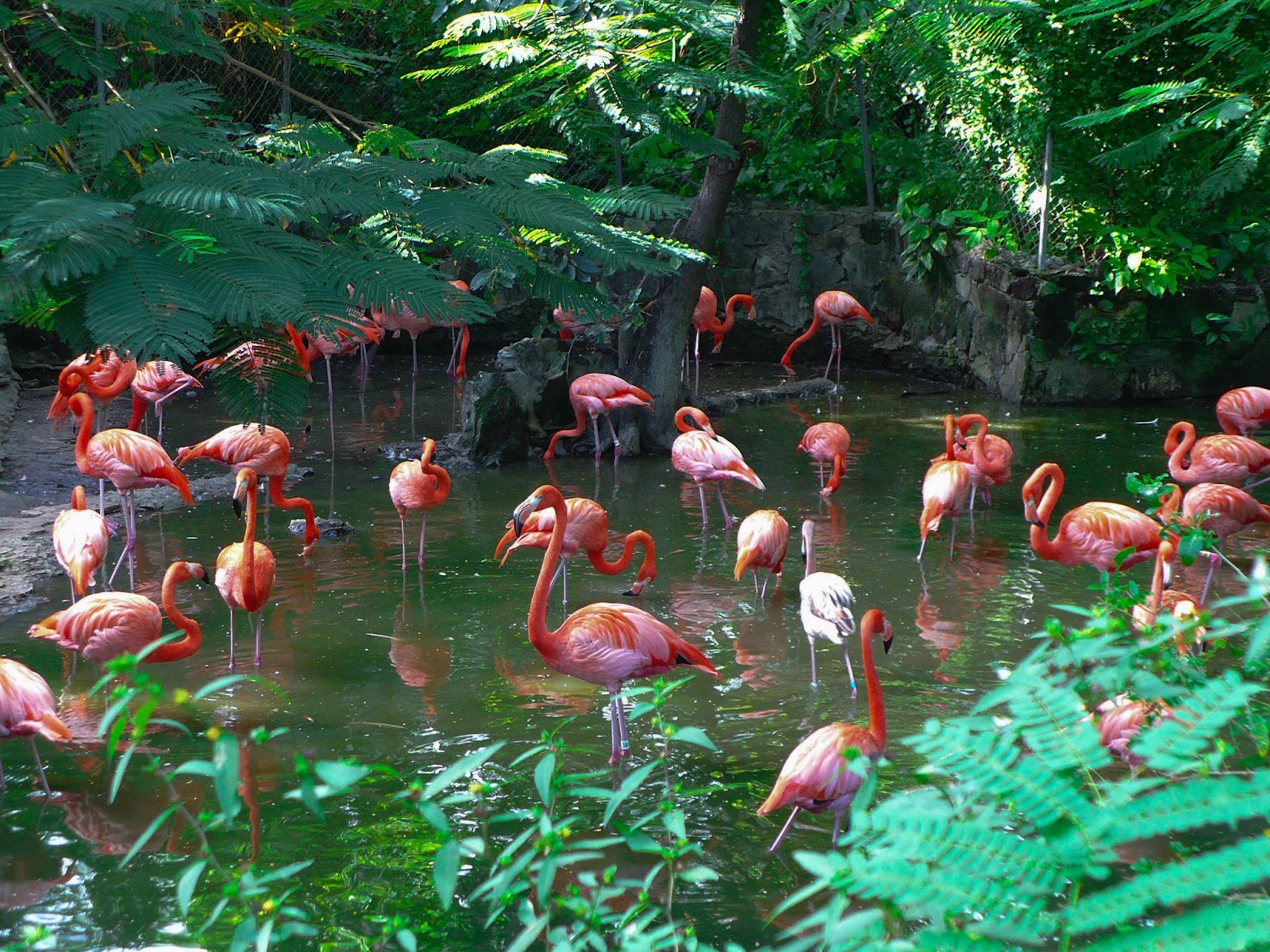Ardastra Gardens & Wildlife Conservation Centre - Bahamas