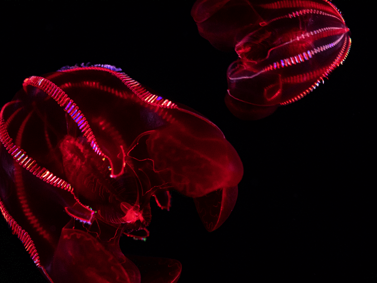 Monterey Bay Aquarium - San Francisco, CA
