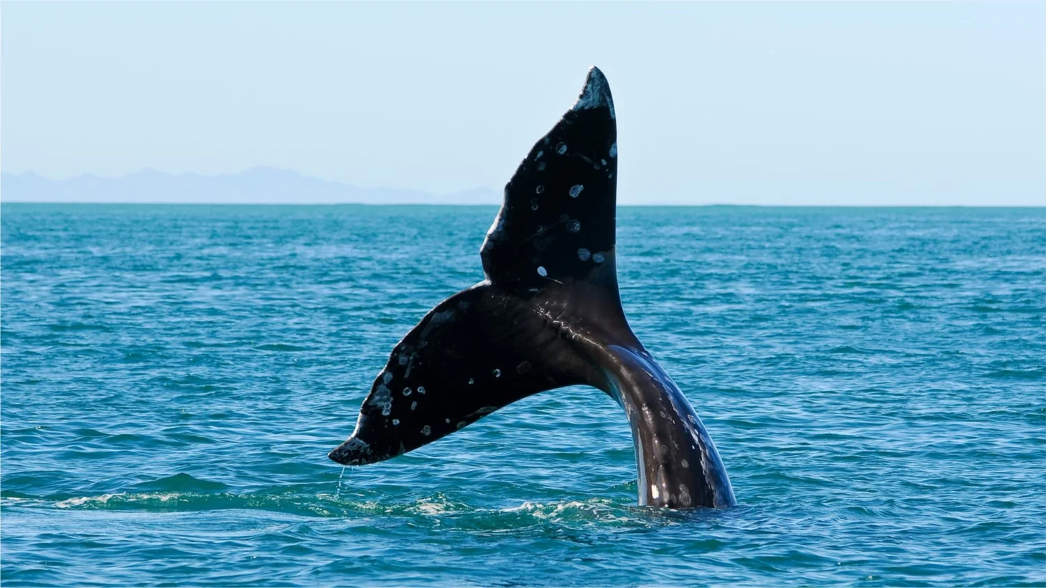 San Francisco Whale Tours - San Francisco, CA