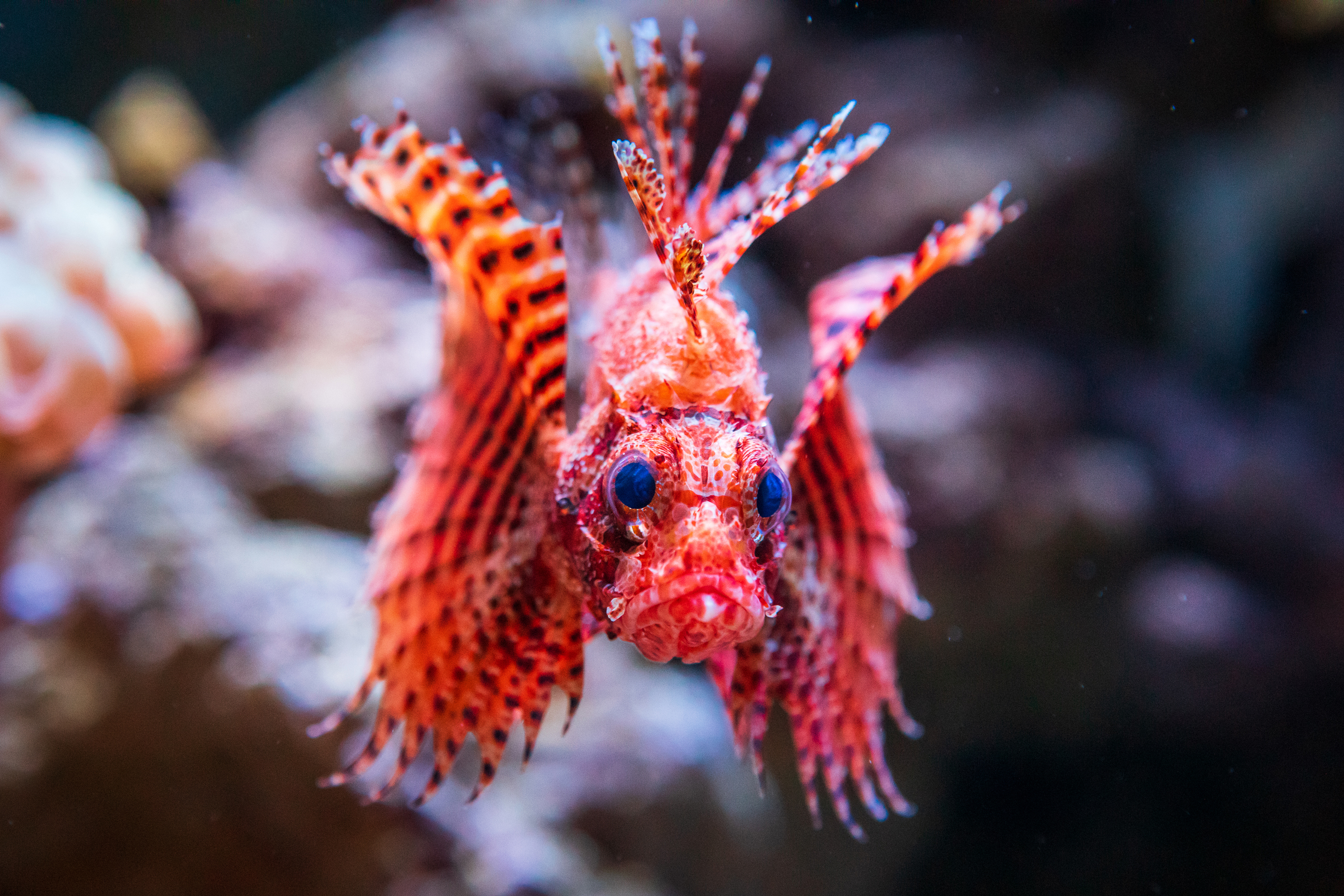 California Academy of Sciences - San Francisco, CA