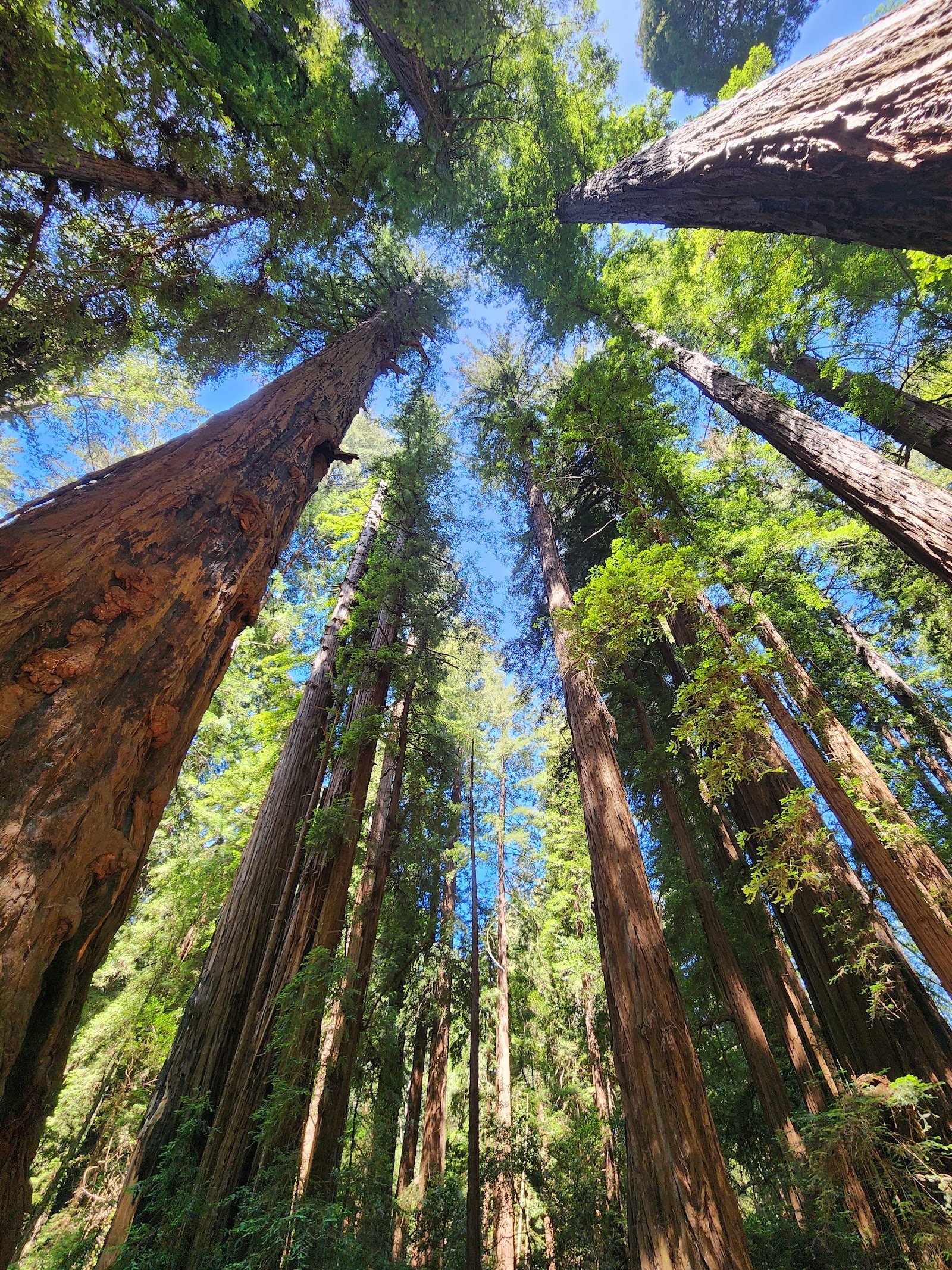Henry Cowell Redwoods State Park - San Francisco, CA