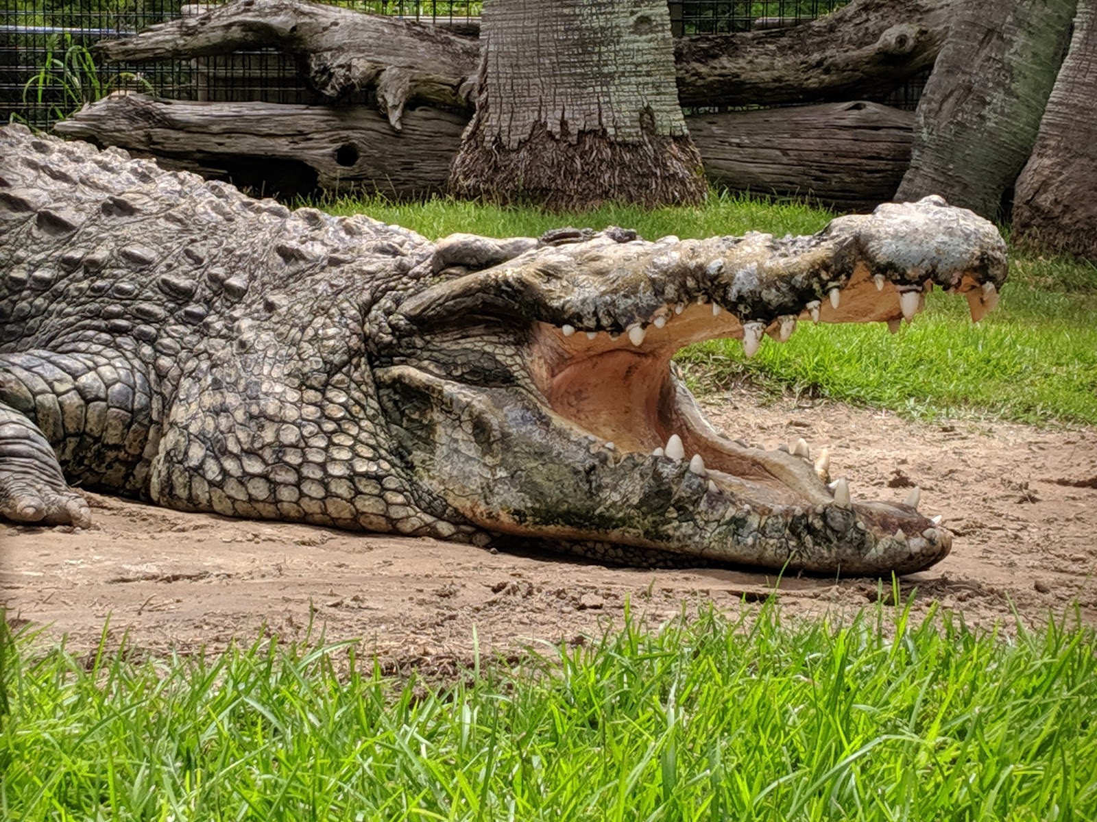 Alligator Adventure - Myrtle Beach, SC