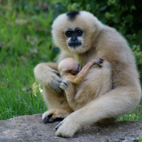 Nashville Zoo at Grassmere - Nashville, TN