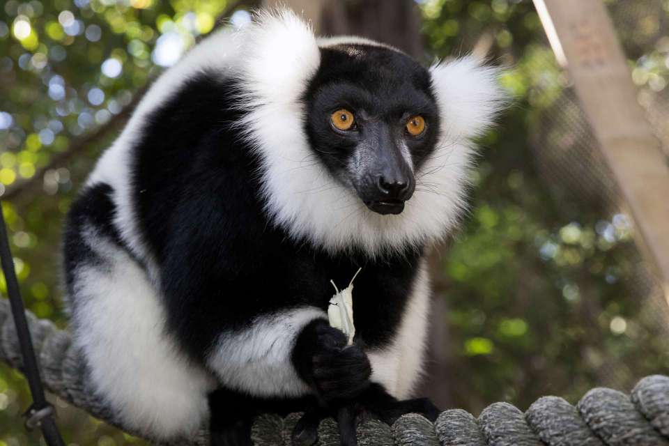 Zoo Atlanta - Atlanta, GA
