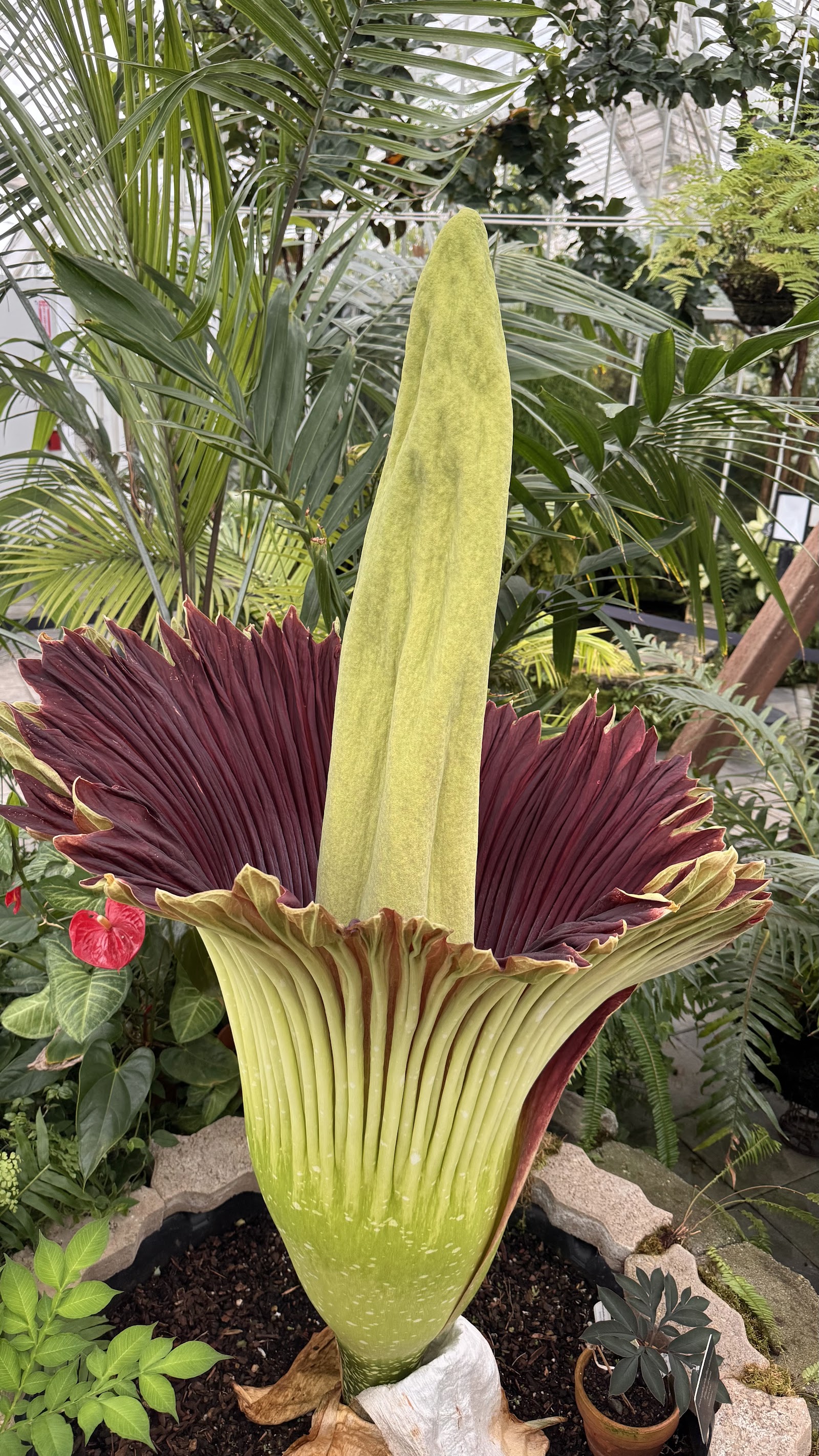 Conservatory of Flowers - San Francisco, CA