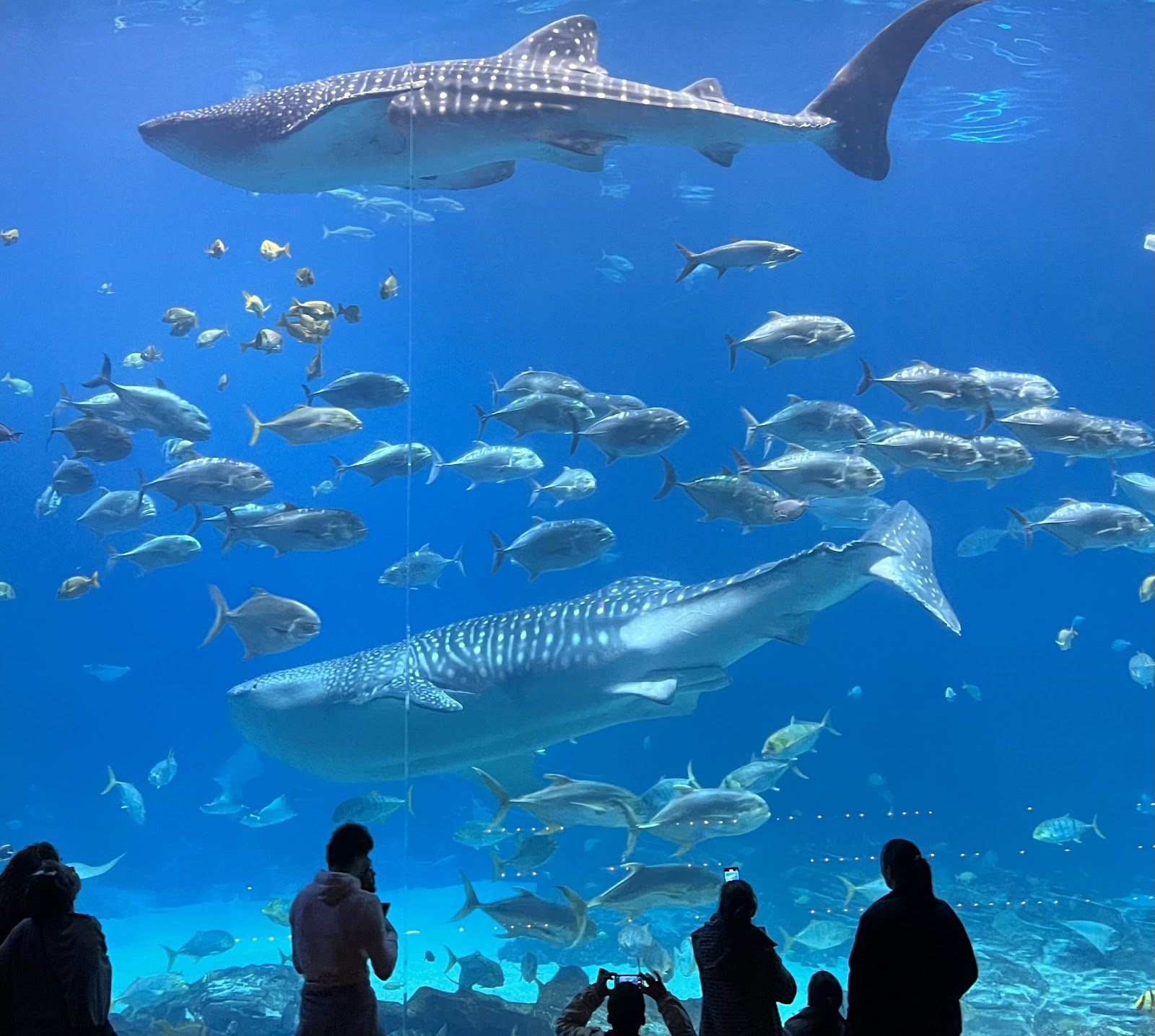 Georgia Aquarium - Atlanta, GA