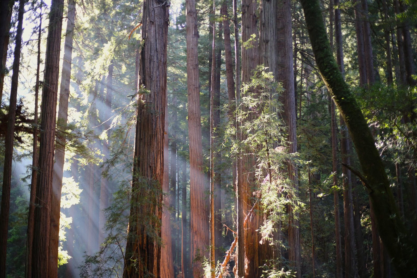 Muir Woods National Monument - San Francisco, CA