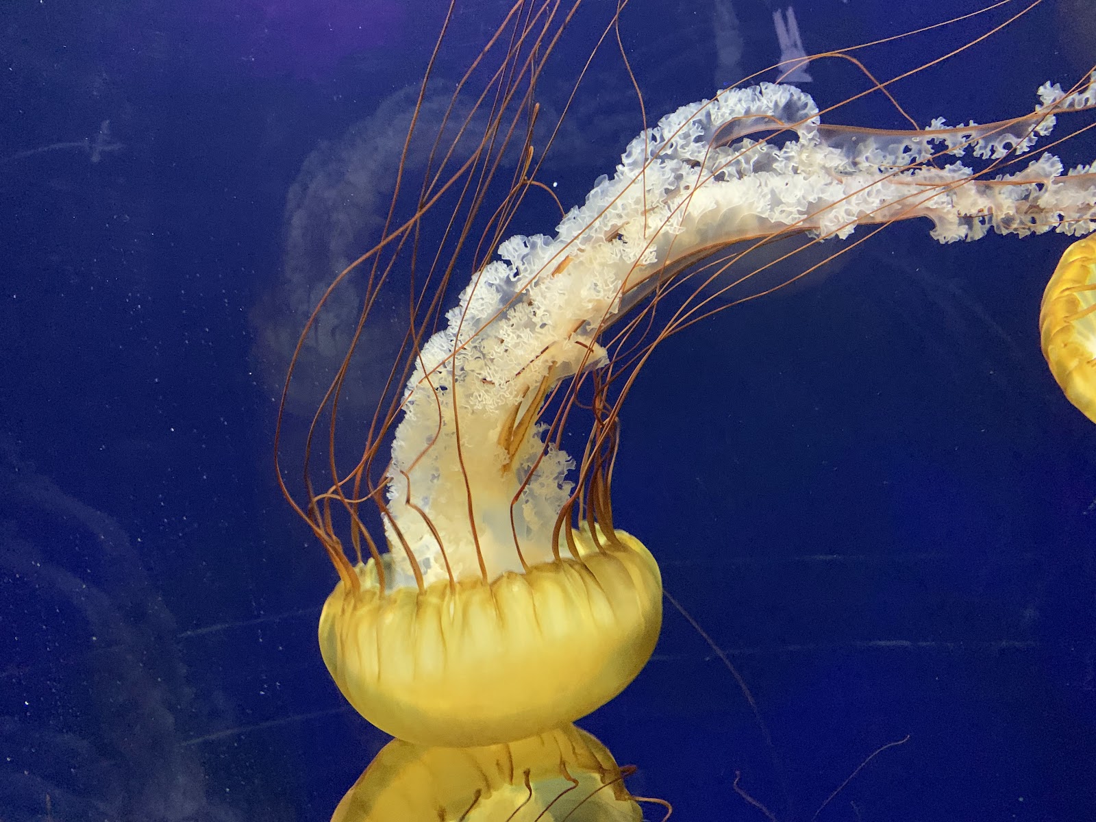 Aquarium of the Bay - San Francisco, CA