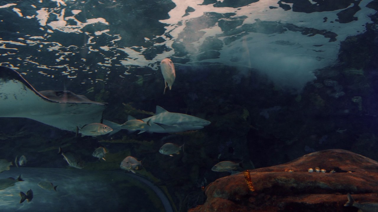 Ripley's Aquarium of Canada - Toronto, ON