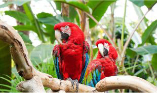 Bloedel Conservatory - Vancouver, BC