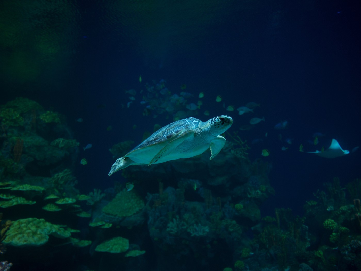 Houston Zoo - Houston, TX