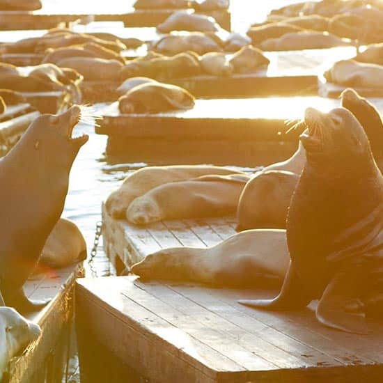 PIER 39 - San Francisco, CA