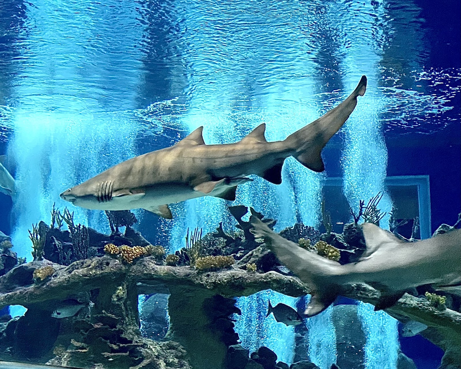 OdySea Aquarium - Scottsdale, AZ
