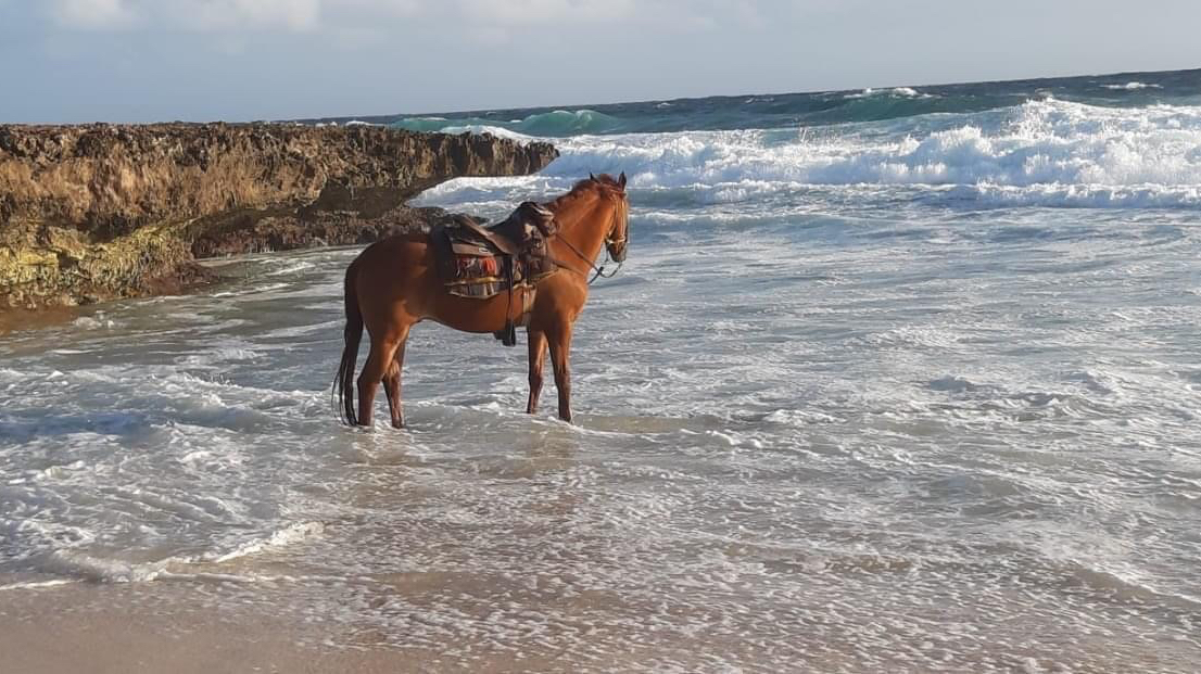 Rancho Notorious - Aruba