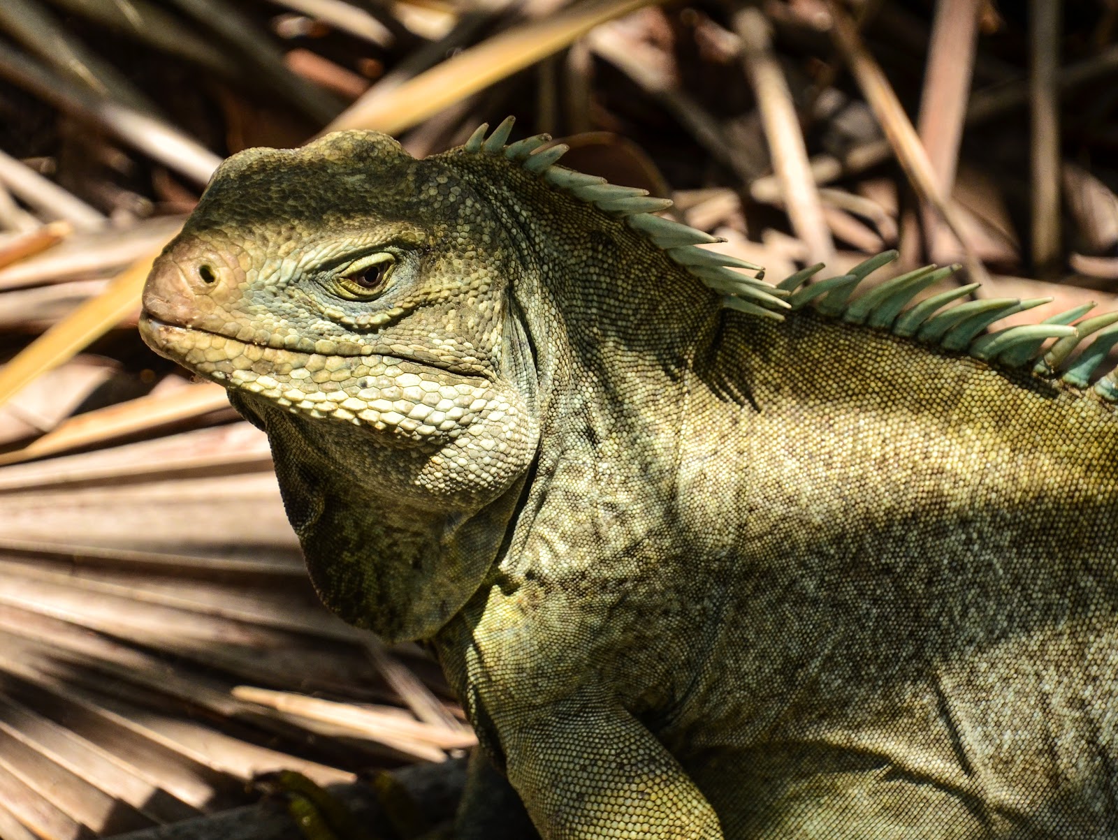 Little Water Cay (Iguana Island) - Turks & Caicos