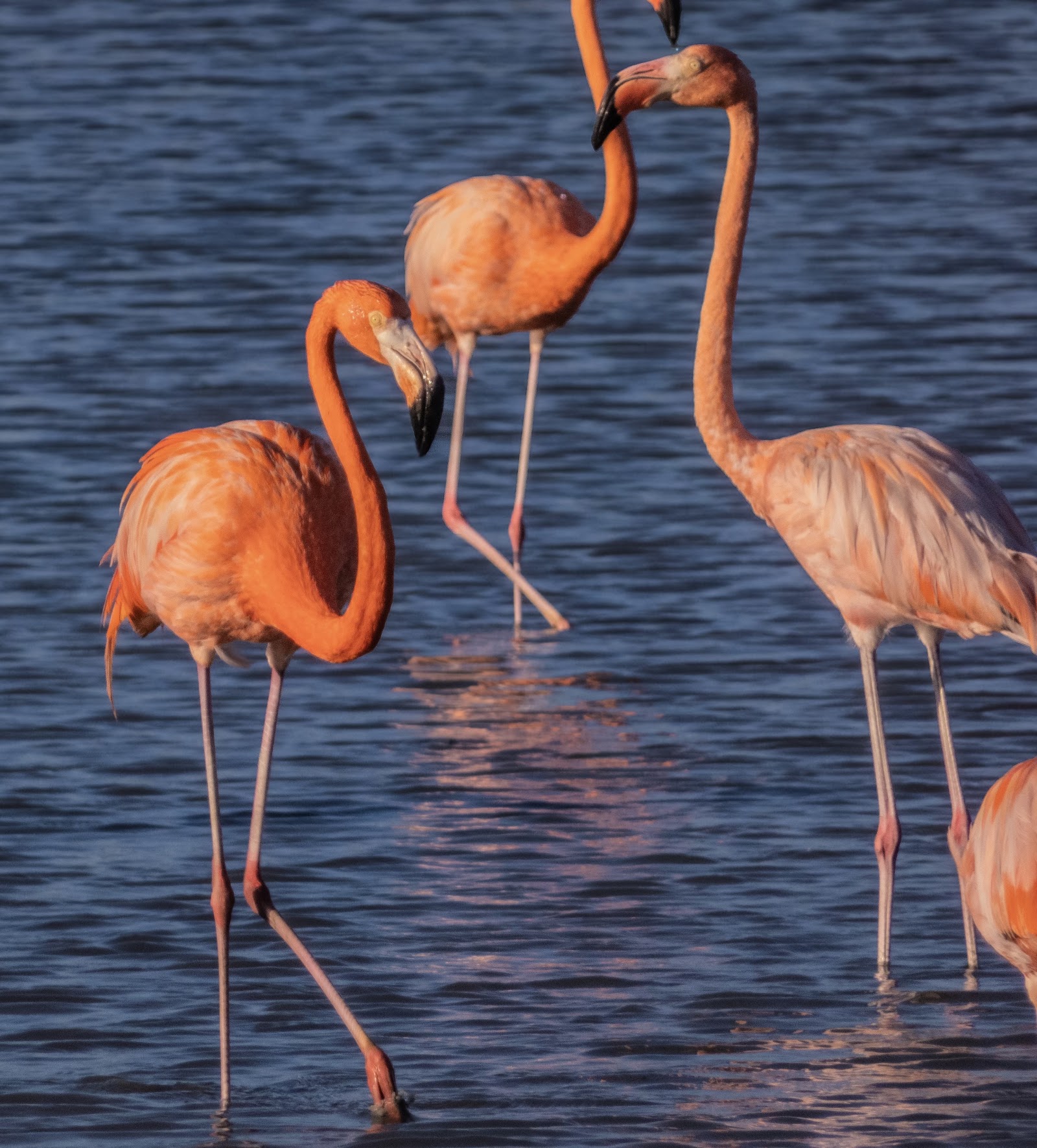 Flamingo Sanctuary, Sint Willibrordus - Curacao