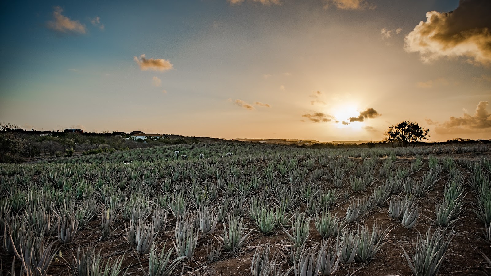 Curaloe Aloe Vera Plantation & Factory - Curacao