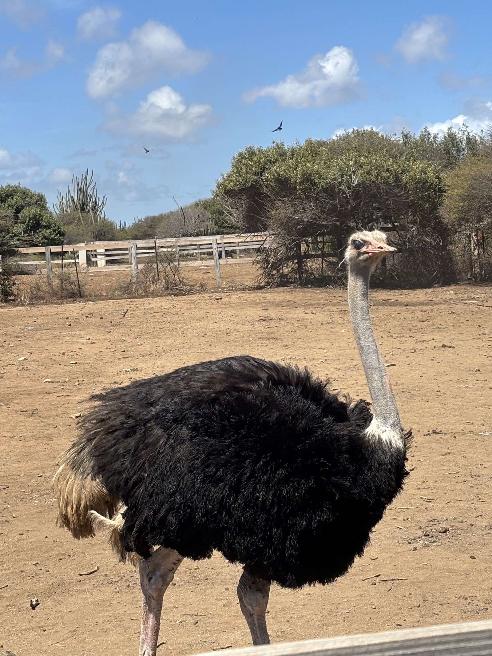 Curaçao Ostrich Farm - Curacao