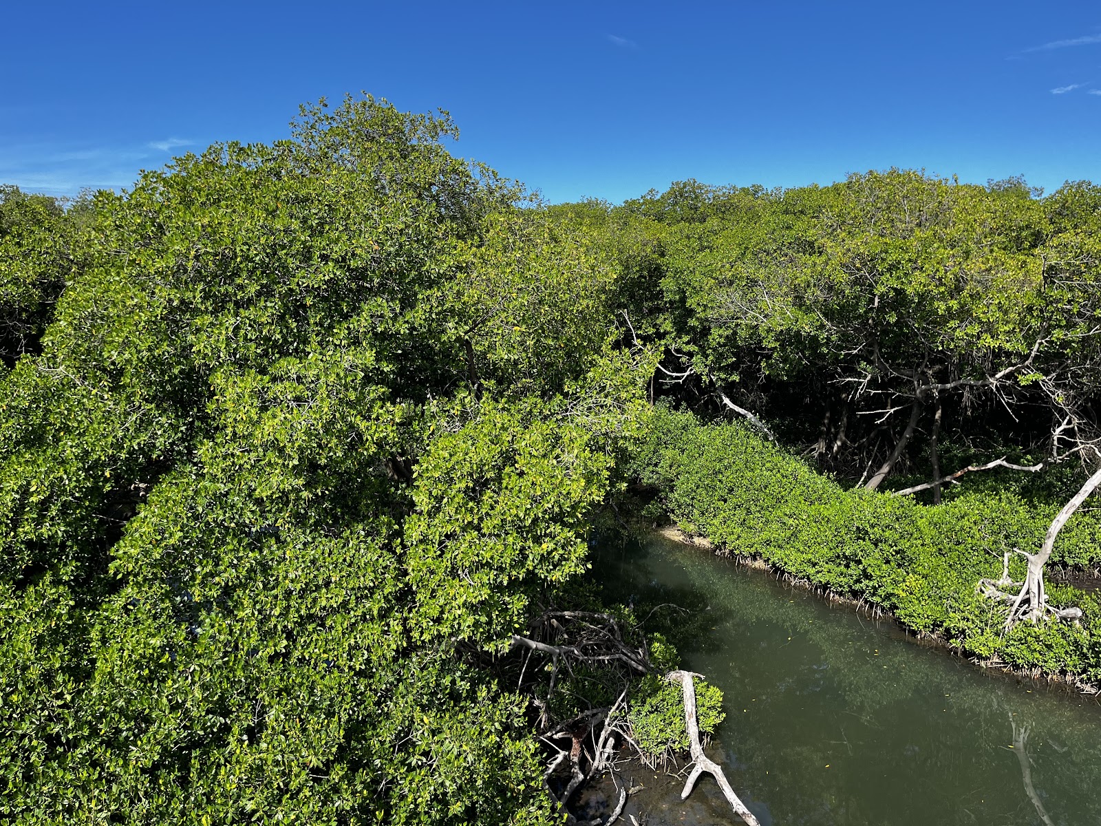 Curaçao Rif Mangrove Park - Curacao
