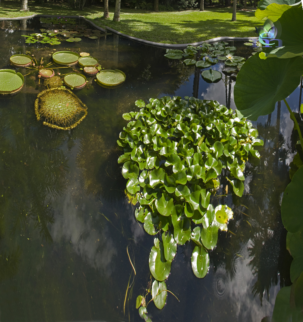 Jardin Botanico de Caracas - Caracas