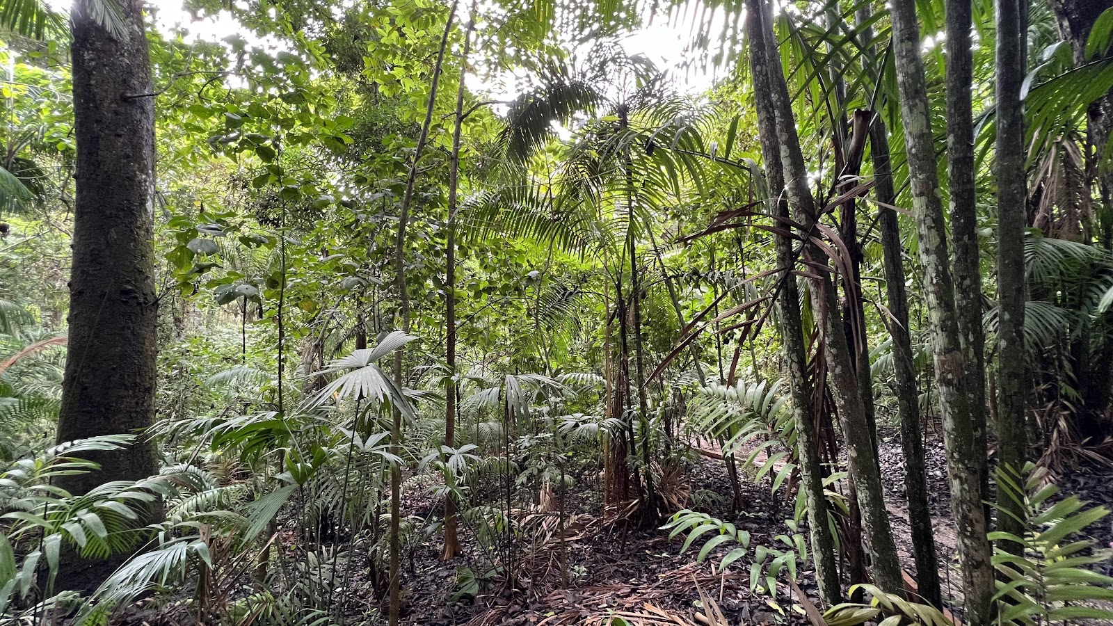 Parque Natural Metropolitano - Panama City