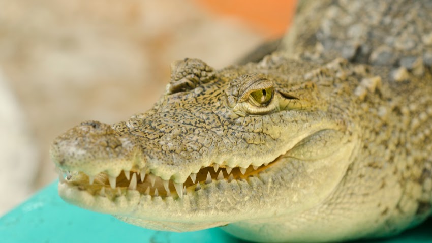 Croco Cun Zoo - Conzumel