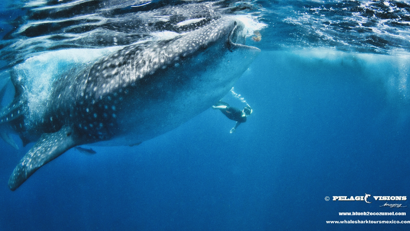 Blue H2o Cozumel Ocean Tours - Conzumel