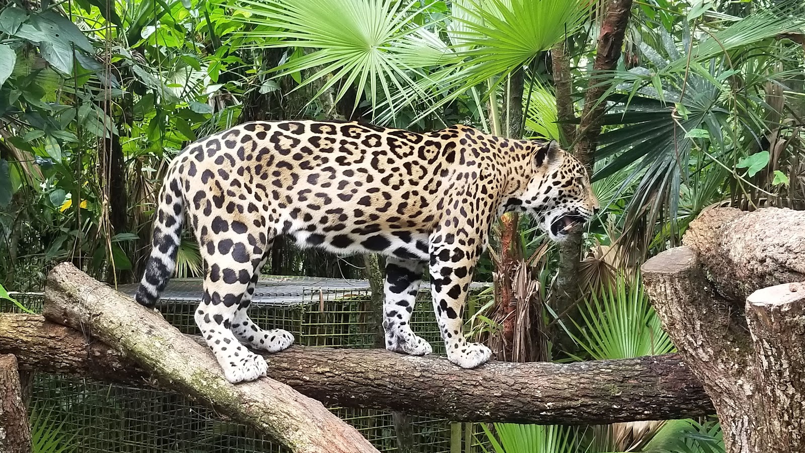 The Belize Zoo - Belize