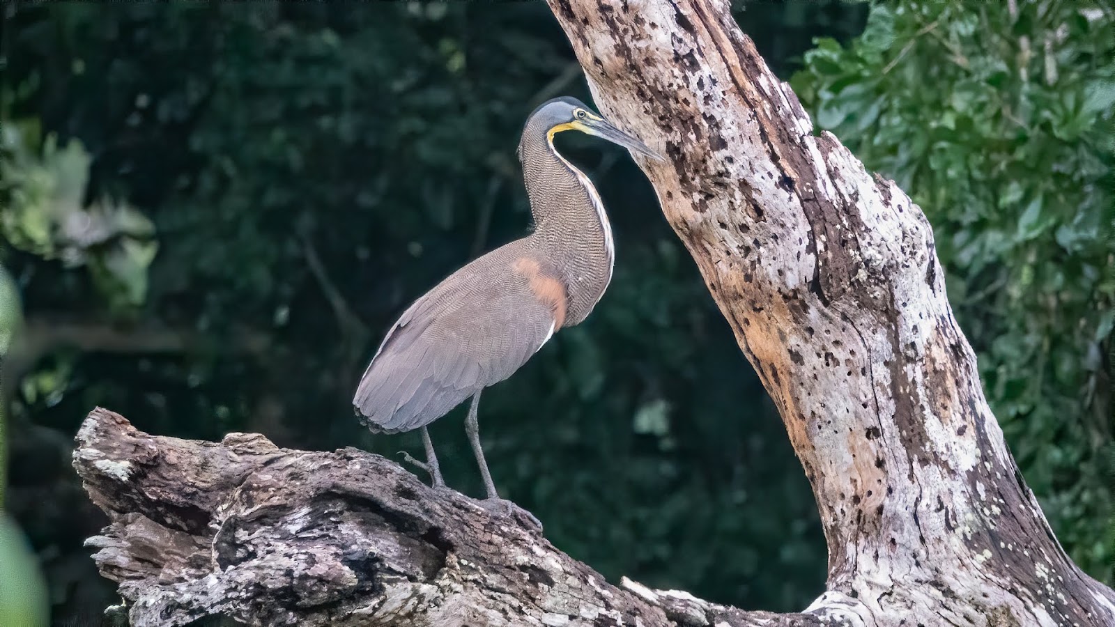 Crooked Tree Wildlife Sanctuary - Belize