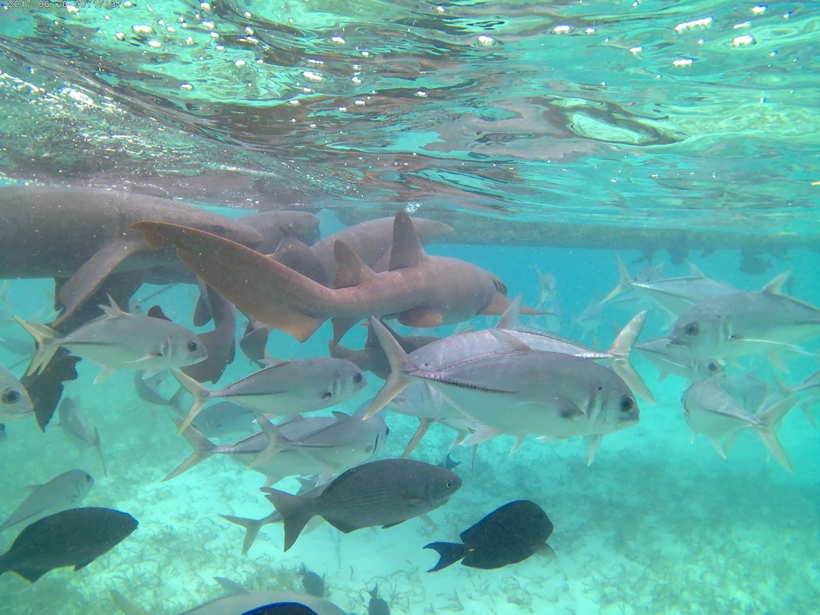 Hol Chan Marine Reserve and Shark Ray Alley - Belize