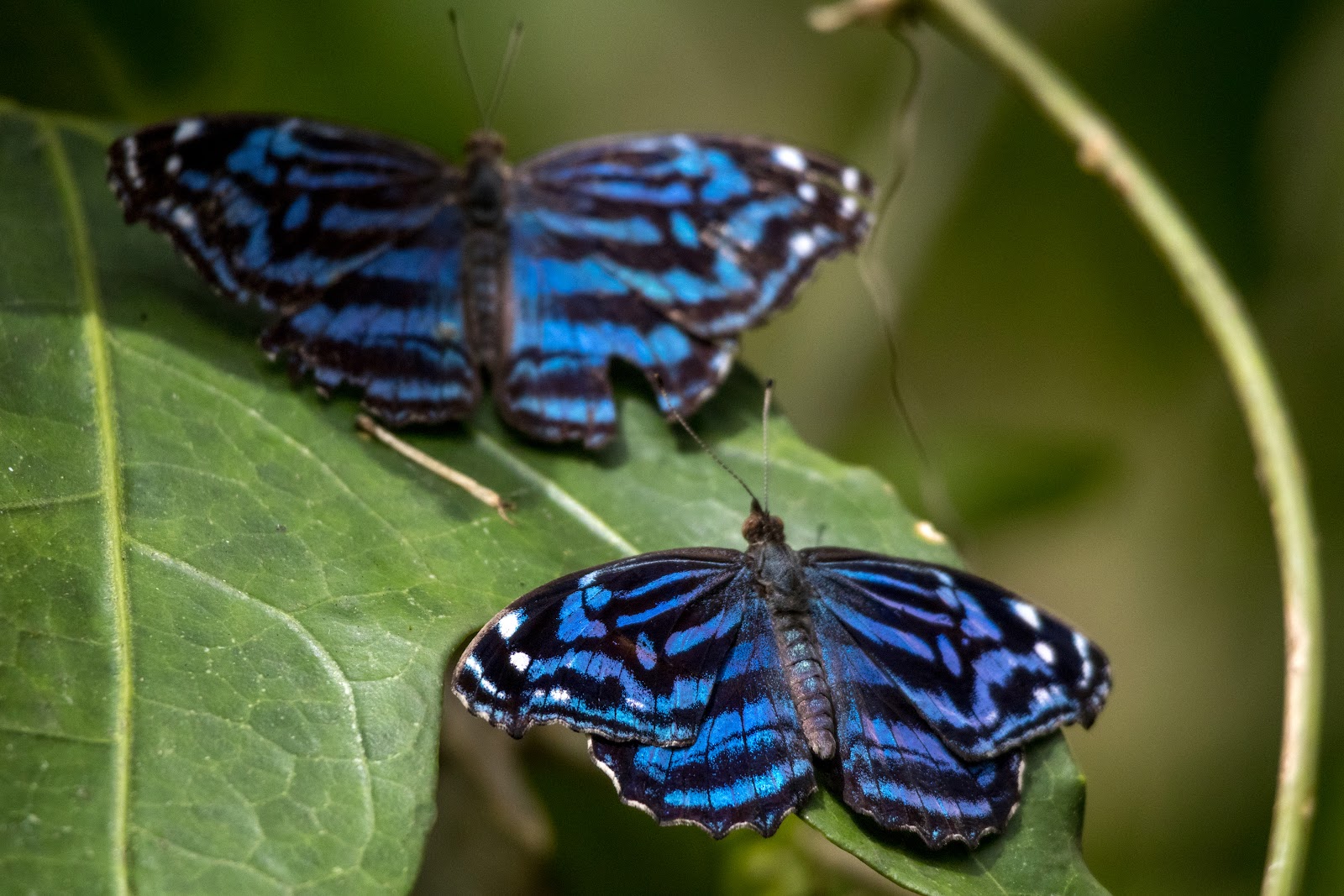 Green Hills Butterfly Ranch - Belize