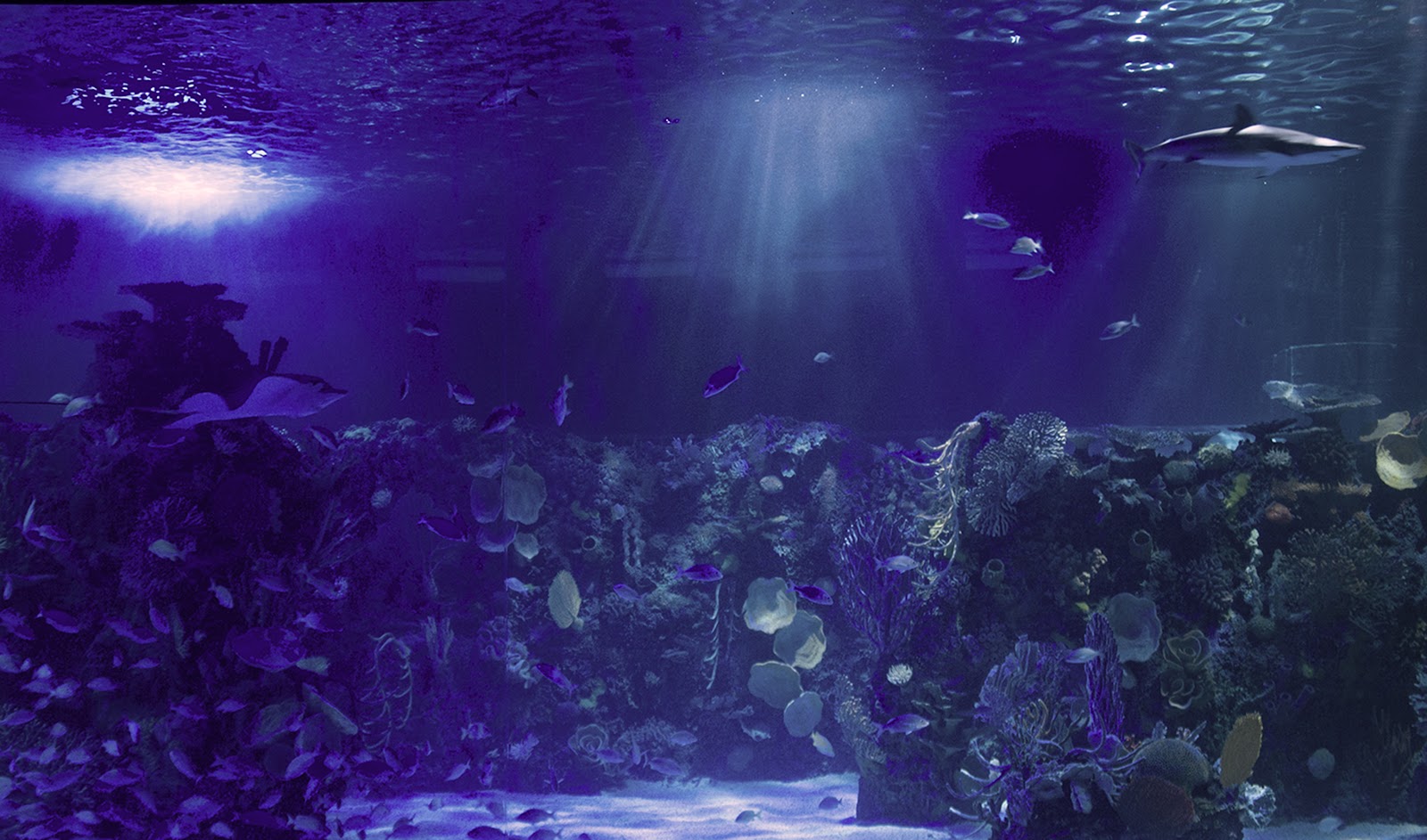 Acuario Inbursa - Mexico City