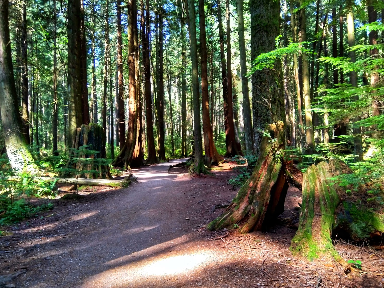 Pacific Spirit Regional Park - Vancouver, BC